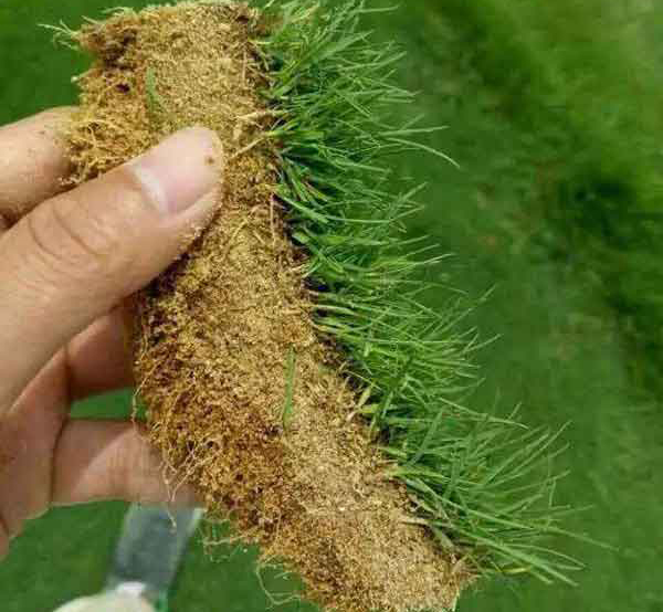 剪股颖草坪种植需要注意什么